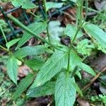 Epilobium roseum Fuelha
