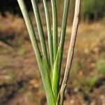 Juncus ensifolius Azala