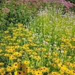 Rudbeckia fulgida Цвят