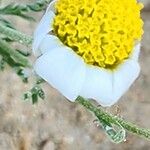 Anthemis pseudocotula Flower