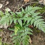 Asplenium onopteris List