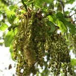 Quercus libani Flower