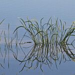 Sagittaria lancifolia Blad