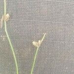 Isolepis setacea Fleur