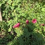 Hibiscus cannabinus Flower