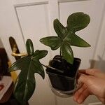 Philodendron panduriforme List