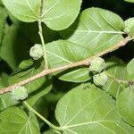 Morus celtidifolia Blatt
