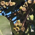 Lophostemon confertus Fruit