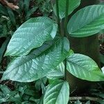 Clerodendrum splendens Leaf