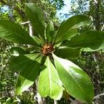 Pittosporum echinatum Leaf