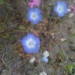 Nemophila menziesii Květ