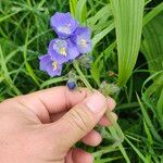 Polemonium caeruleumBlüte