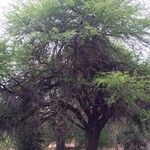 Vachellia nilotica Habitus