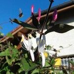 Lonicera caprifolium Квітка