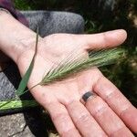 Elymus canadensis পাতা