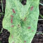 Caladium bicolor Leaf