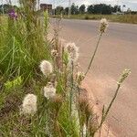 Pterocaulon virgatum Flower