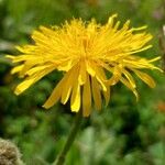 Crepis conyzifolia Flor