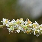 Sesamoides interrupta Bloem