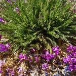 Oxytropis microphylla