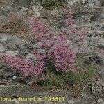 Limonium insigne Habit