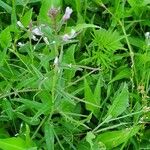 Cleome monophylla Fruit