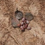 Tessmannia anomala Fruto