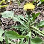 Centaurea acaulis Květ