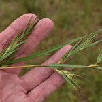 Themeda quadrivalvis Lehti