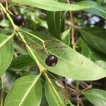 Kraussia floribunda Fruto