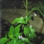 Arabis alpina Plante entière