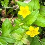 Lysimachia nemorum Blüte