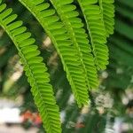 Delonix regia Leaf