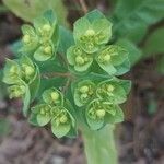 Euphorbia helioscopia പുഷ്പം