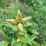 Gentiana punctata পাতা