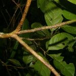Beilschmiedia costaricensis