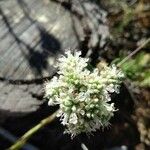 Teucrium dunense Blüte