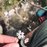 Silene ciliata Flor