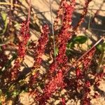 Rumex bucephalophorus Virág