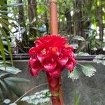 Tapeinochilos ananassae Цветок