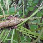 Cassytha filiformis Bark