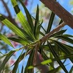 Chilopsis linearis Leaf