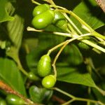 Vitex cooperi Fruto