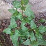 Mirabilis jalapaFlower