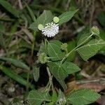 Melanthera nivea Celota