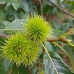 Castanea crenata 果實