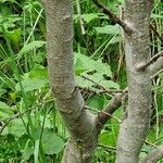 Salix myrsinifolia Rinde