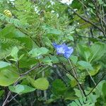 Jacquemontia pentanthos Flor