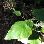 Pericallis appendiculataJani