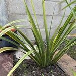 Cordyline indivisa Levél